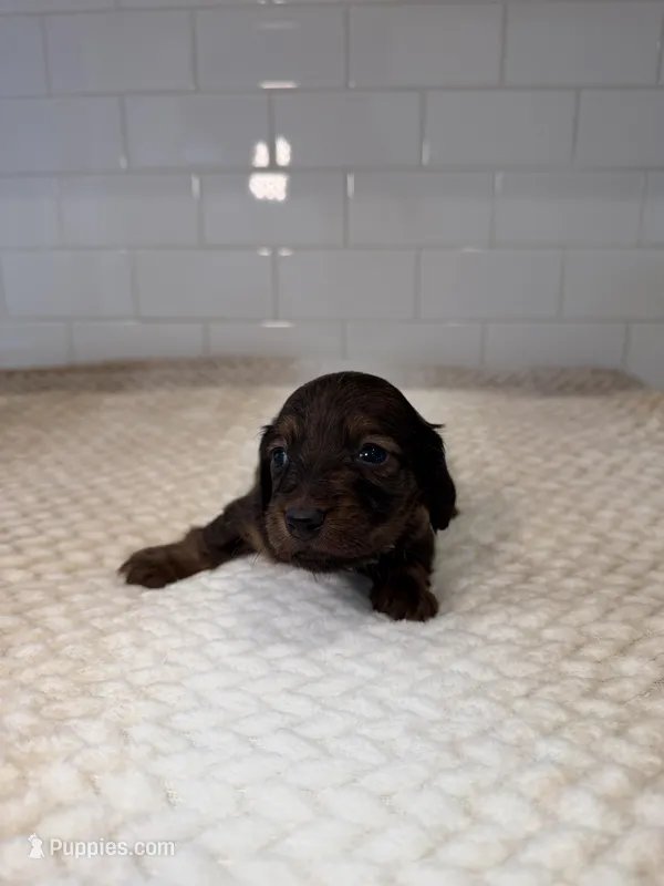 boy 1 – Miniature Dachshund puppy for sale in North Highlands, CA