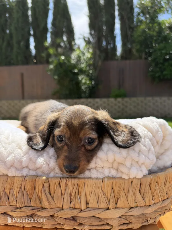 boy 1 – Miniature Dachshund puppy for sale in North Highlands, CA