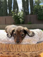 boy 1, a male Miniature Dachshund for sale in North Highlands, CA – 1 of 9