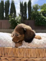 boy 1, a male Miniature Dachshund for sale in North Highlands, CA – 9 of 9