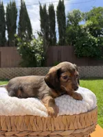 boy 1, a male Miniature Dachshund for sale in North Highlands, CA – 8 of 9