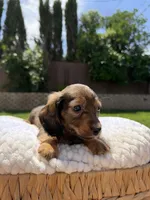 boy 1, a male Miniature Dachshund for sale in North Highlands, CA – 3 of 9
