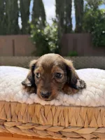 boy 1, a male Miniature Dachshund for sale in North Highlands, CA – 7 of 9