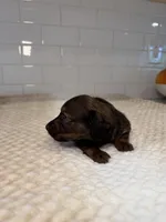 boy 1, a male Miniature Dachshund for sale in North Highlands, CA – Photo 4 of 4