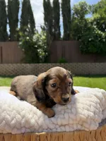 boy 1, a male Miniature Dachshund for sale in North Highlands, CA – 6 of 9
