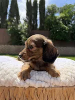 boy 1, a male Miniature Dachshund for sale in North Highlands, CA – 2 of 9