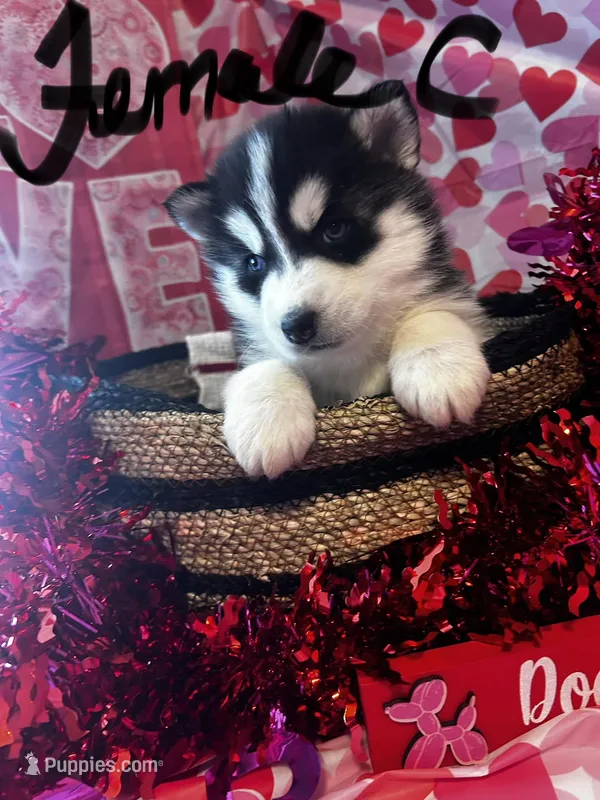 Female , a female Siberian Husky for sale in Park City, KY – Photo 1 of 1