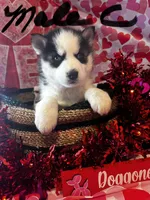Male C, a male Siberian Husky for sale in Park City, KY – Photo 5 of 5