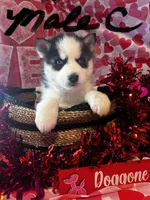 Male C, a male Siberian Husky for sale in Park City, KY – Photo 4 of 5