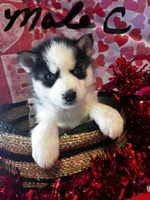 Male C, a male Siberian Husky for sale in Park City, KY – Photo 1 of 5
