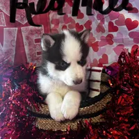 Red Male, a male Siberian Husky for sale in Park City, KY – Photo 5 of 6