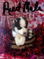 Red Male, a male Siberian Husky for sale in Park City, KY – Photo 5 of 6