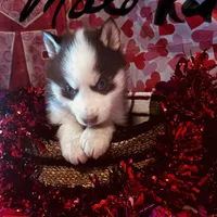 Red Male, a male Siberian Husky for sale in Park City, KY – Photo 2 of 6