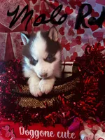 Red Male, a male Siberian Husky for sale in Park City, KY – Photo 2 of 6