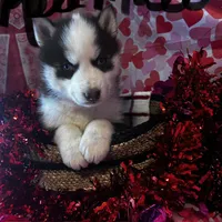 Red Male, a male Siberian Husky for sale in Park City, KY – Photo 3 of 6