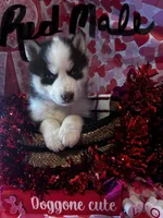 Red Male, a male Siberian Husky for sale in Park City, KY – Photo 3 of 6