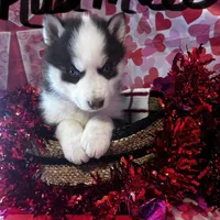 Red Male, a male Siberian Husky for sale in Park City, KY – Photo 4 of 6