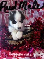 Red Male, a male Siberian Husky for sale in Park City, KY – Photo 4 of 6