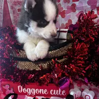 Red Male, a male Siberian Husky for sale in Park City, KY – Photo 6 of 6