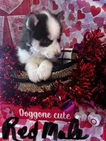 Red Male, a male Siberian Husky for sale in Park City, KY – Photo 6 of 6