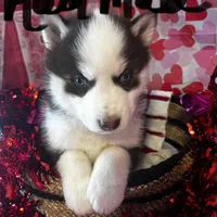 Red Male, a male Siberian Husky for sale in Park City, KY – Photo 1 of 6