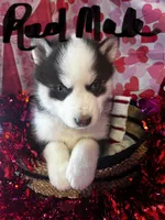 Red Male, a male Siberian Husky for sale in Park City, KY – Photo 1 of 6