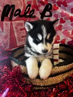 Male B, a male Siberian Husky for sale in Park City, KY – Photo 3 of 7