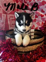 Male B, a male Siberian Husky for sale in Park City, KY – Photo 6 of 7
