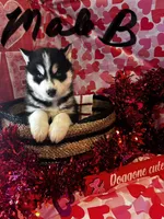 Male B, a male Siberian Husky for sale in Park City, KY – Photo 7 of 7