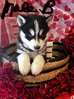 Male B, a male Siberian Husky for sale in Park City, KY – Photo 1 of 7