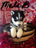 Male B, a male Siberian Husky for sale in Park City, KY – Photo 2 of 7