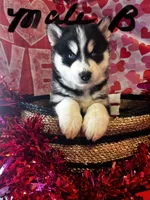 Male B, a male Siberian Husky for sale in Park City, KY – Photo 4 of 7