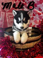 Male B, a male Siberian Husky for sale in Park City, KY – Photo 5 of 7