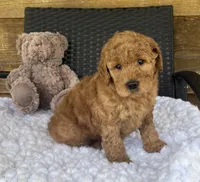 F1b Jax, a male Goldendoodle for sale in Bogue Chitto, MS – 3 of 5