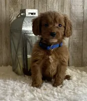 F1b Micro Blue, a male Goldendoodle for sale in Bogue Chitto, MS – Photo 1 of 3