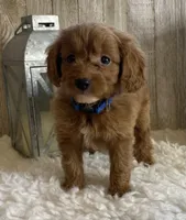 F1b Micro Blue, a male Goldendoodle for sale in Bogue Chitto, MS – Photo 3 of 3