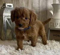 F1b Micro Blue, a male Goldendoodle for sale in Bogue Chitto, MS – Photo 2 of 3