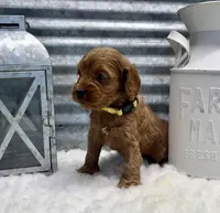 Camry, a female Cockapoo for sale in Bogue Chitto, MS – Photo 4 of 5