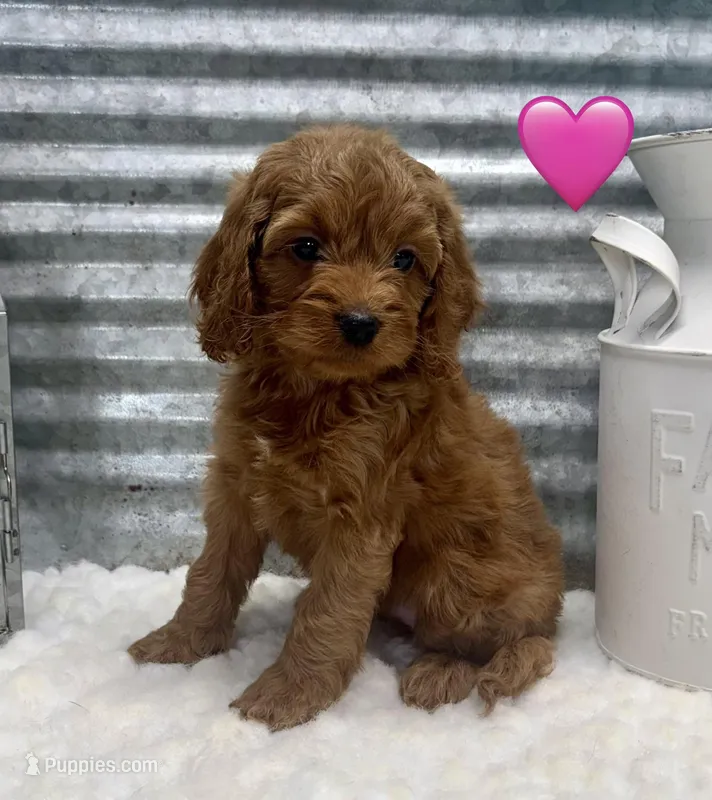 Camry – Cockapoo puppy for sale in Bogue Chitto, MS