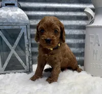 Camry, a female Cockapoo for sale in Bogue Chitto, MS – Photo 2 of 5