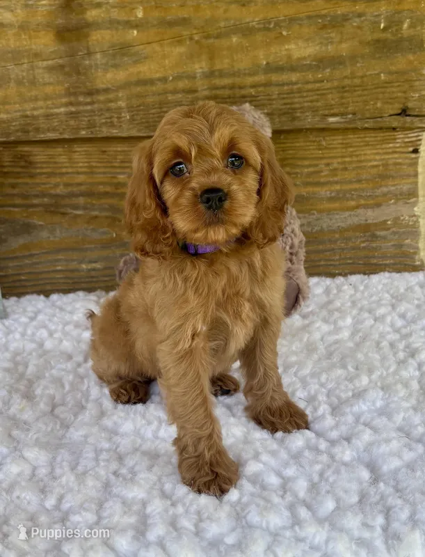 Camry – Cockapoo puppy for sale in Bogue Chitto, MS