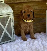 Camry, a female Cockapoo for sale in Bogue Chitto, MS – Photo 5 of 5
