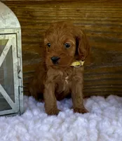 Camry, a female Cockapoo for sale in Bogue Chitto, MS – Photo 1 of 5