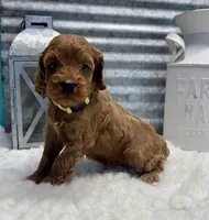 Camry, a female Cockapoo for sale in Bogue Chitto, MS – Photo 3 of 5