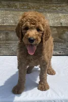 F1b Purple, a female Goldendoodle for sale in Bogue Chitto, MS – Photo 1 of 4