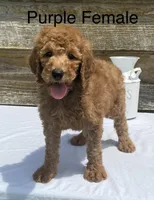 F1b Purple, a female Goldendoodle for sale in Bogue Chitto, MS – Photo 4 of 4