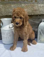 F1b Purple, a female Goldendoodle for sale in Bogue Chitto, MS – Photo 2 of 4