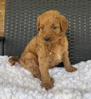 Roxie, a female Goldendoodle for sale in Bogue Chitto, MS – 2 of 4
