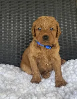 Winston , a male Goldendoodle for sale in Bogue Chitto, MS – 4 of 5