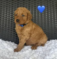 Winston , a male Goldendoodle for sale in Bogue Chitto, MS – 1 of 5